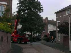 Bomen rooien Nuth